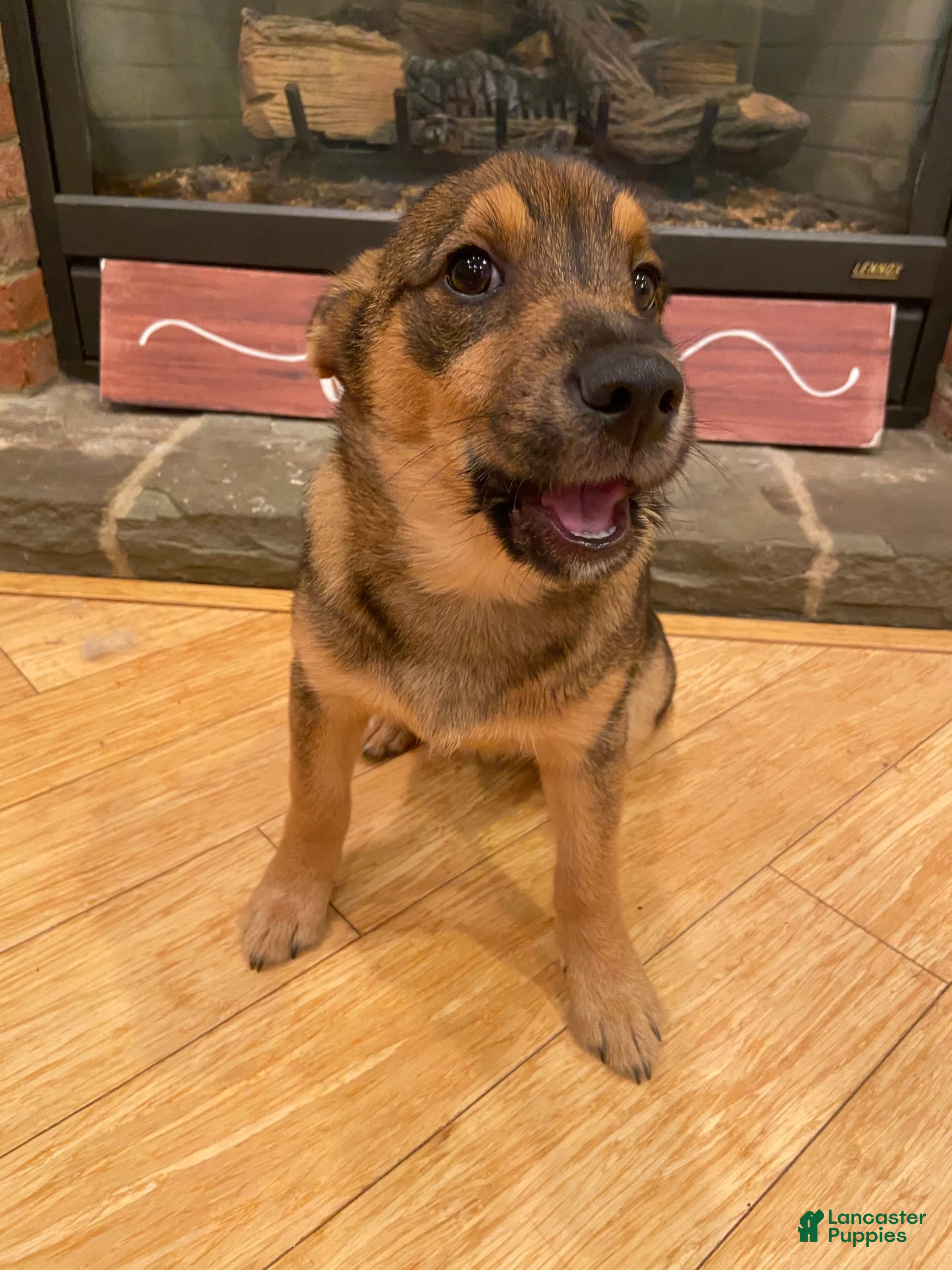 Dutch Barge Dog Keeshond Terrier Mix Keeshond Agility Store