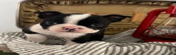 Boston Terrier dogs for sale: Silas - Ad 4
