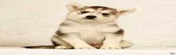 Gerberian Shepsky dogs for sale: Abby - Ad 3