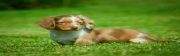 Miniature Dachshund dogs for sale: Easton - Ad 4