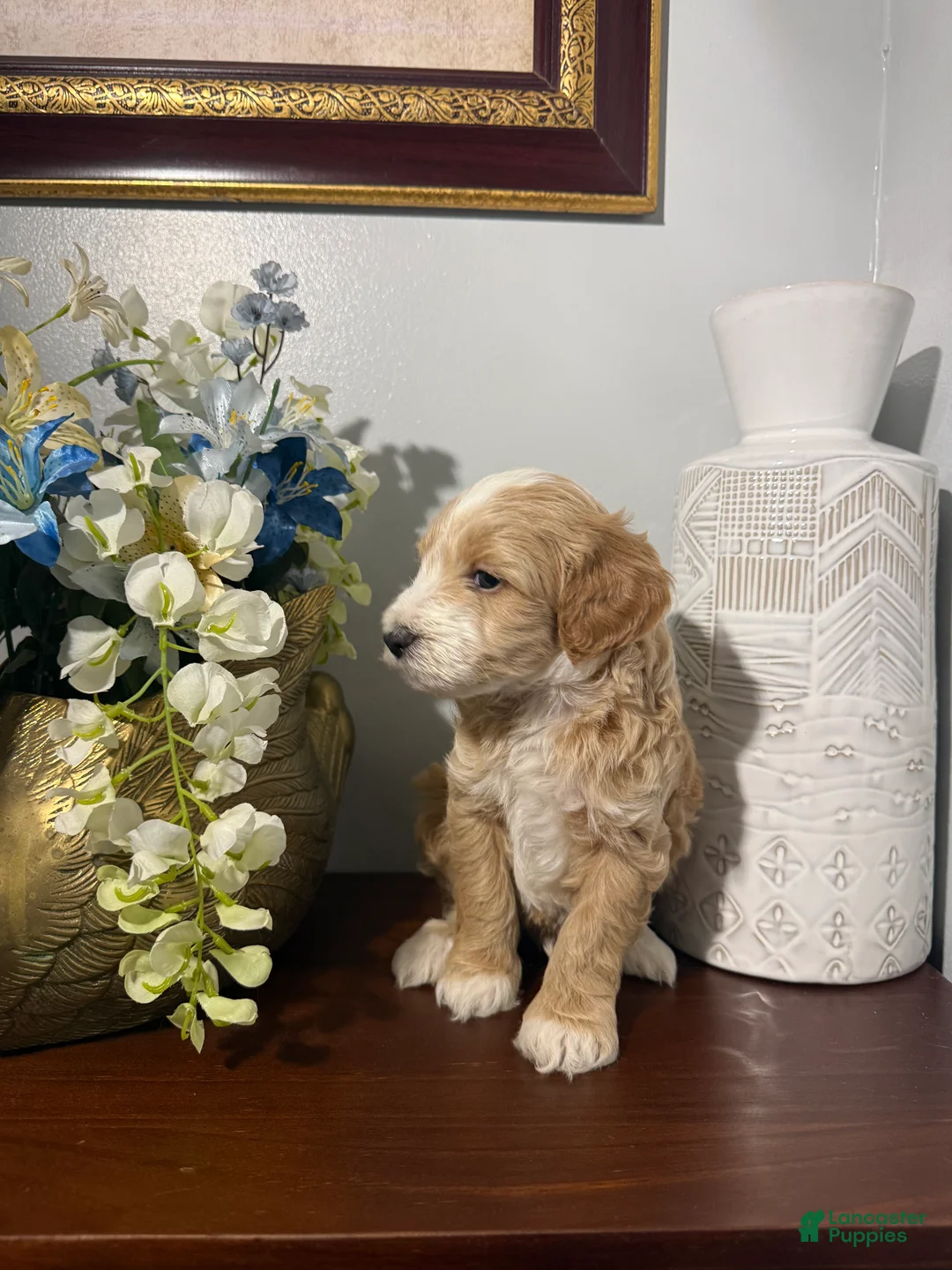 Maltipoo dogs for sale: Barkley  - Ad 2