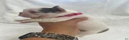 French Bulldog dogs for sale: French Bulldog - Brown/White Pied - Ad 4