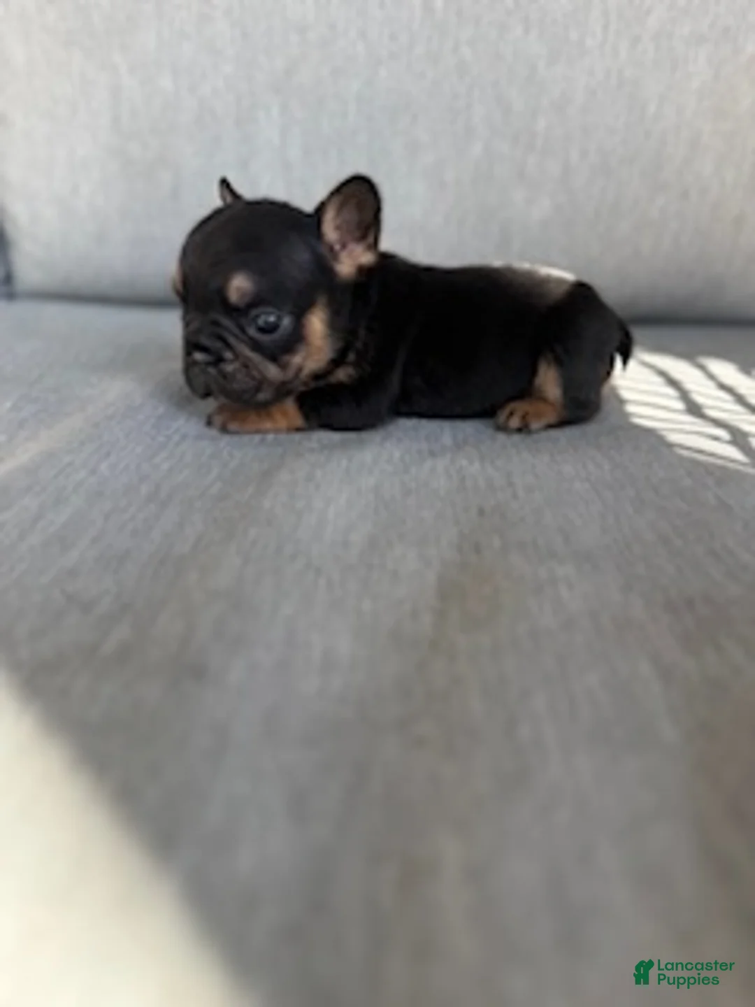 French Bulldog dogs for sale: Coco - Ad 2