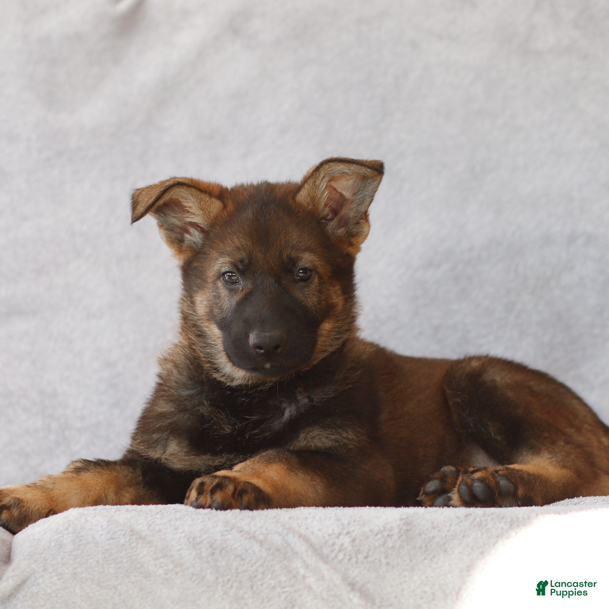 German Shepherd dogs Tanner the German Shepherd Puppy - Ad 31