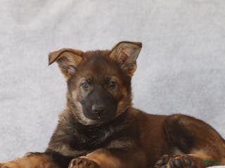German Shepherd dogs Tanner the German Shepherd Puppy - Ad 31