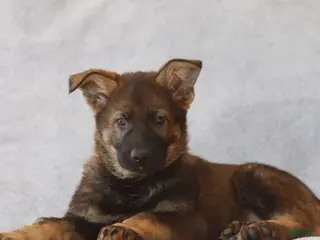 German Shepherd dogs Tanner the German Shepherd Puppy - Ad 35