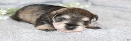 Miniature Schnauzer dogs for sale: Tina - Ad 3