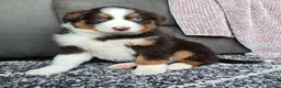 Australian Shepherd dogs for sale: Einstein  - Ad 7