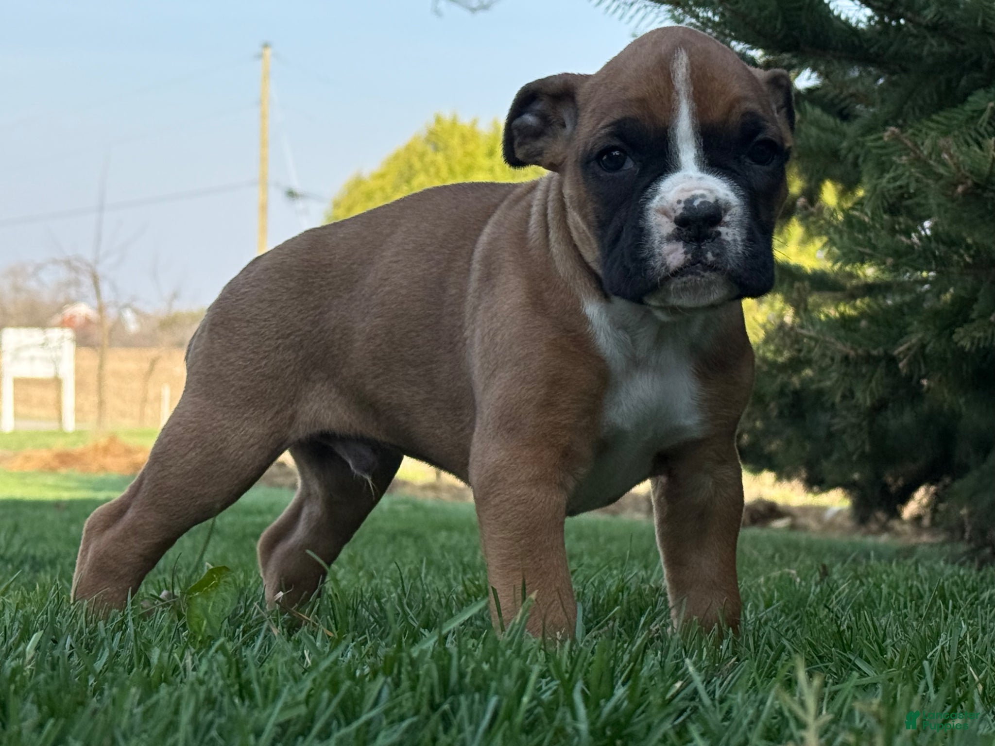 Boxer dogs Sunny - Ad 2