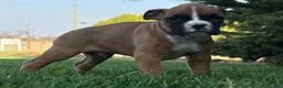 Boxer dogs for sale: Sunny - Ad 2