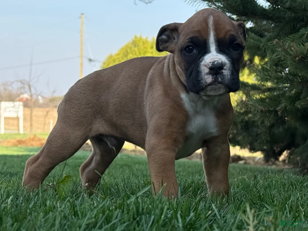 Boxer dogs for sale: Sunny - Ad 2