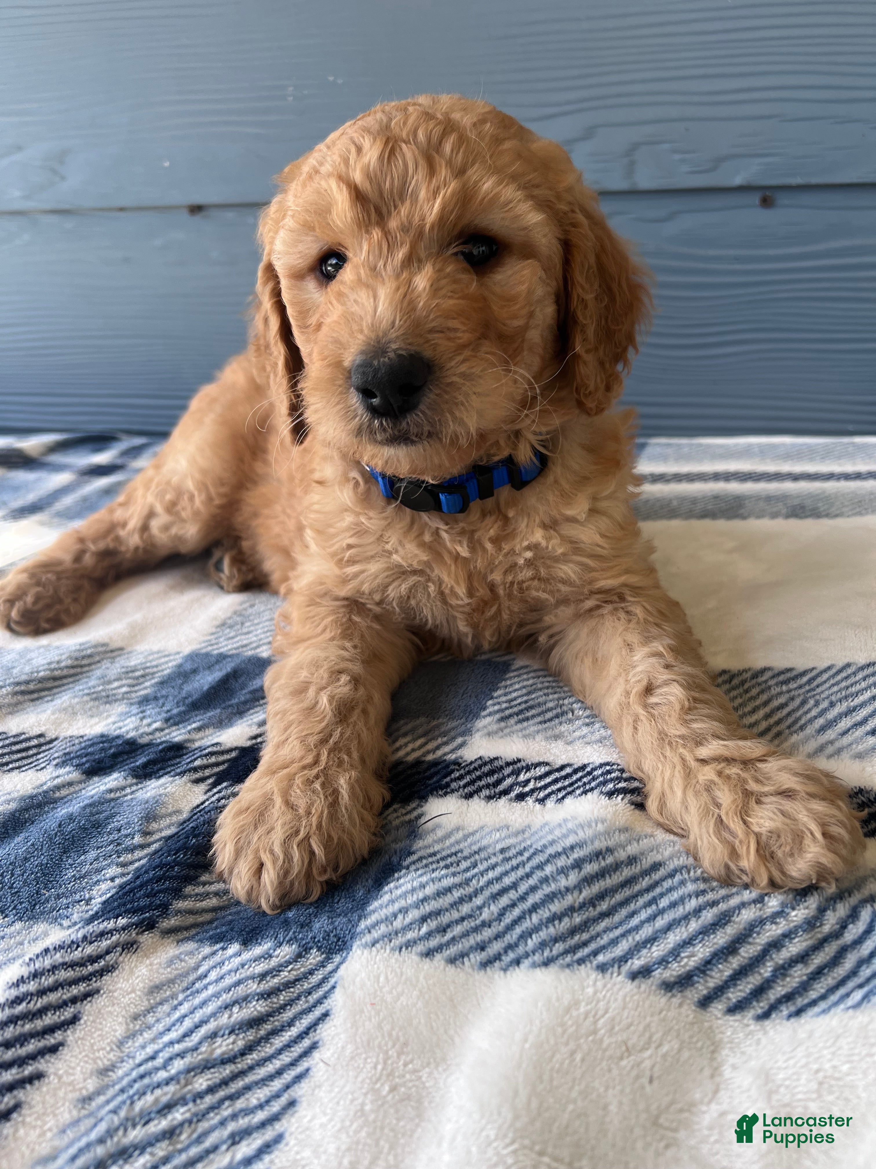 Goldendoodle dogs for sale: The Little Adventurer - Ad 1