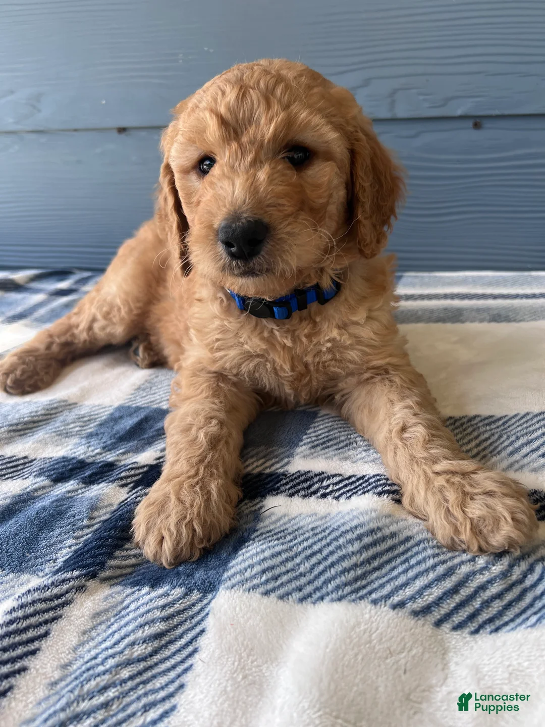 Goldendoodle dogs for sale: The Little Adventurer - Ad 1