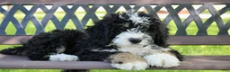Mini Bernedoodle dogs for sale: Parker - Ad 7