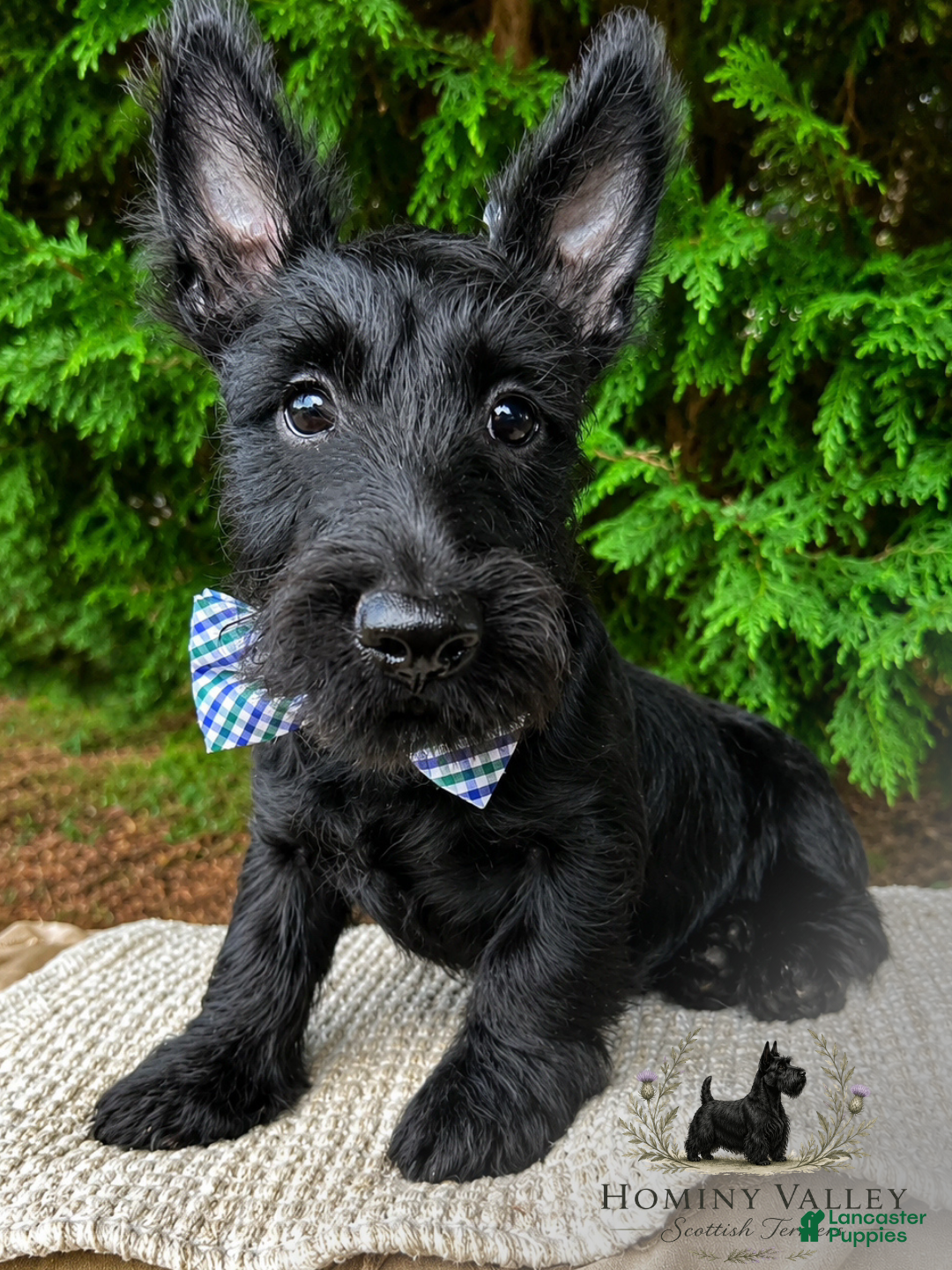 Scottish Terrier dogs Lachlan-AKC-HealthTestedParents - Ad 1