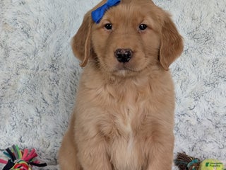 Golden Retriever dogs Cooper - Ad 4