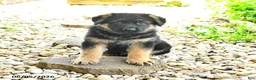 German Shepherd dogs for sale: Paddington - Ad 3