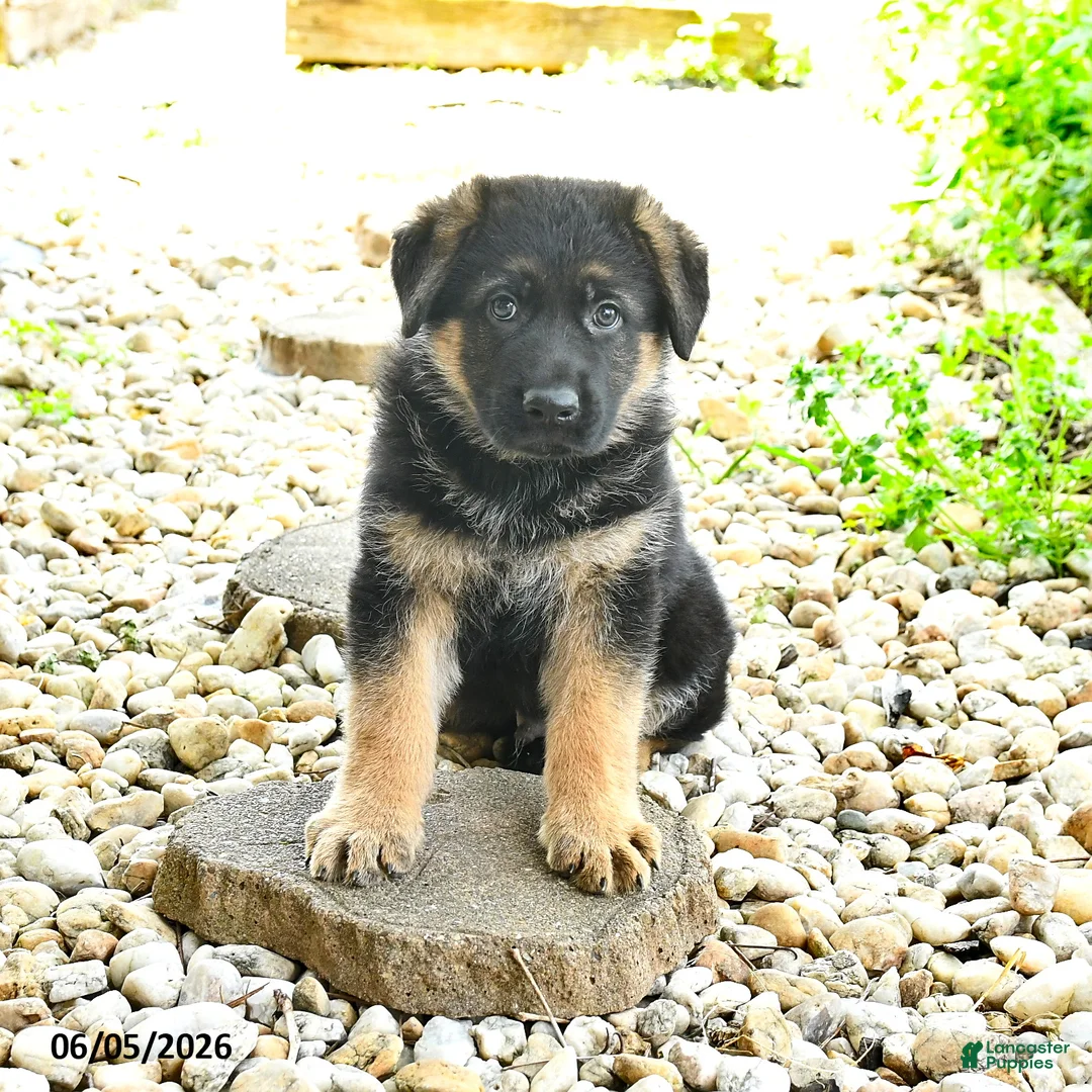 German Shepherd dogs for sale: Paddington - Ad 3