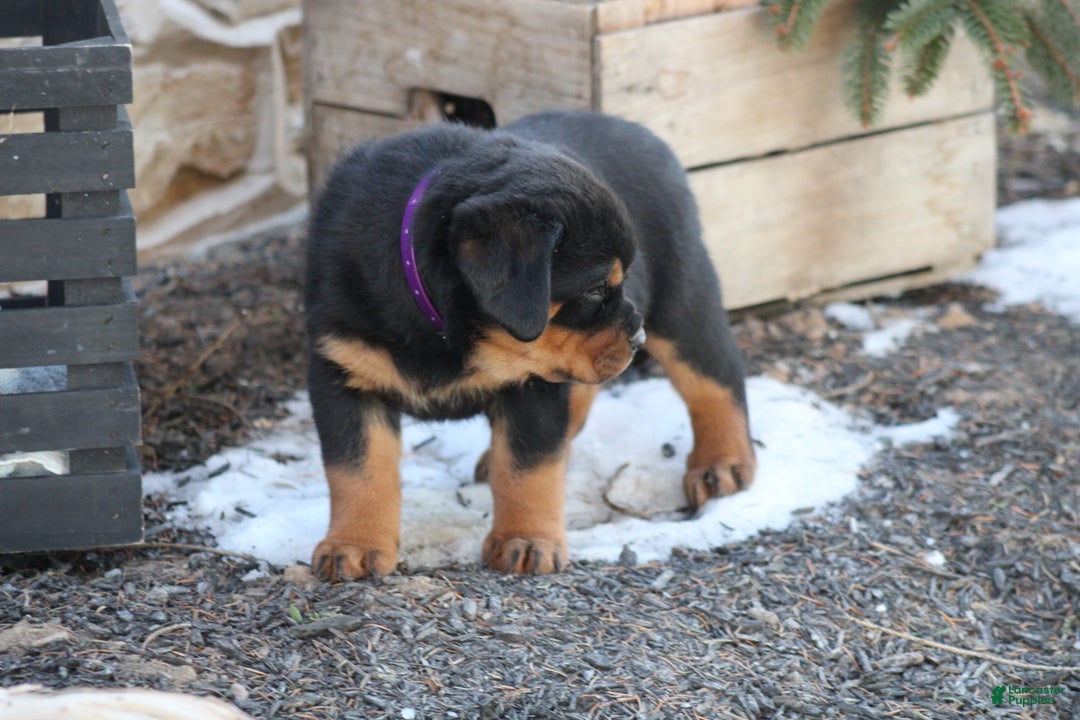 Rottweiler dogs for sale: Haven - Ad 4