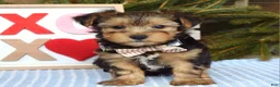 Yorkshire Terrier dogs for sale: Peter  - Ad 3