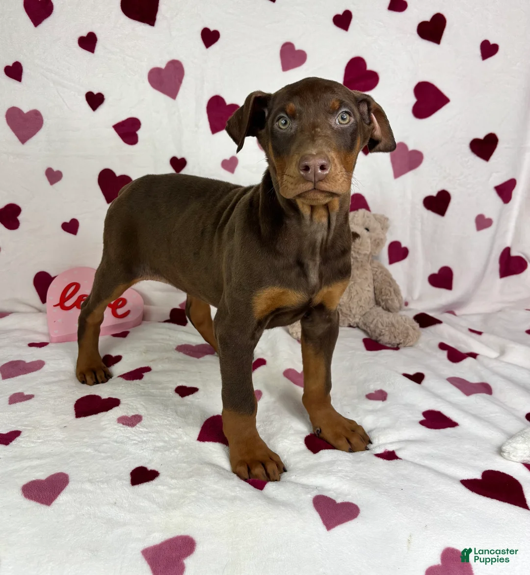 Doberman Pinscher dogs for sale: Diesel - Ad 5