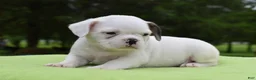 Mixed Breed dogs for sale: Milo f1b Frenchton hybrid  - Ad 28