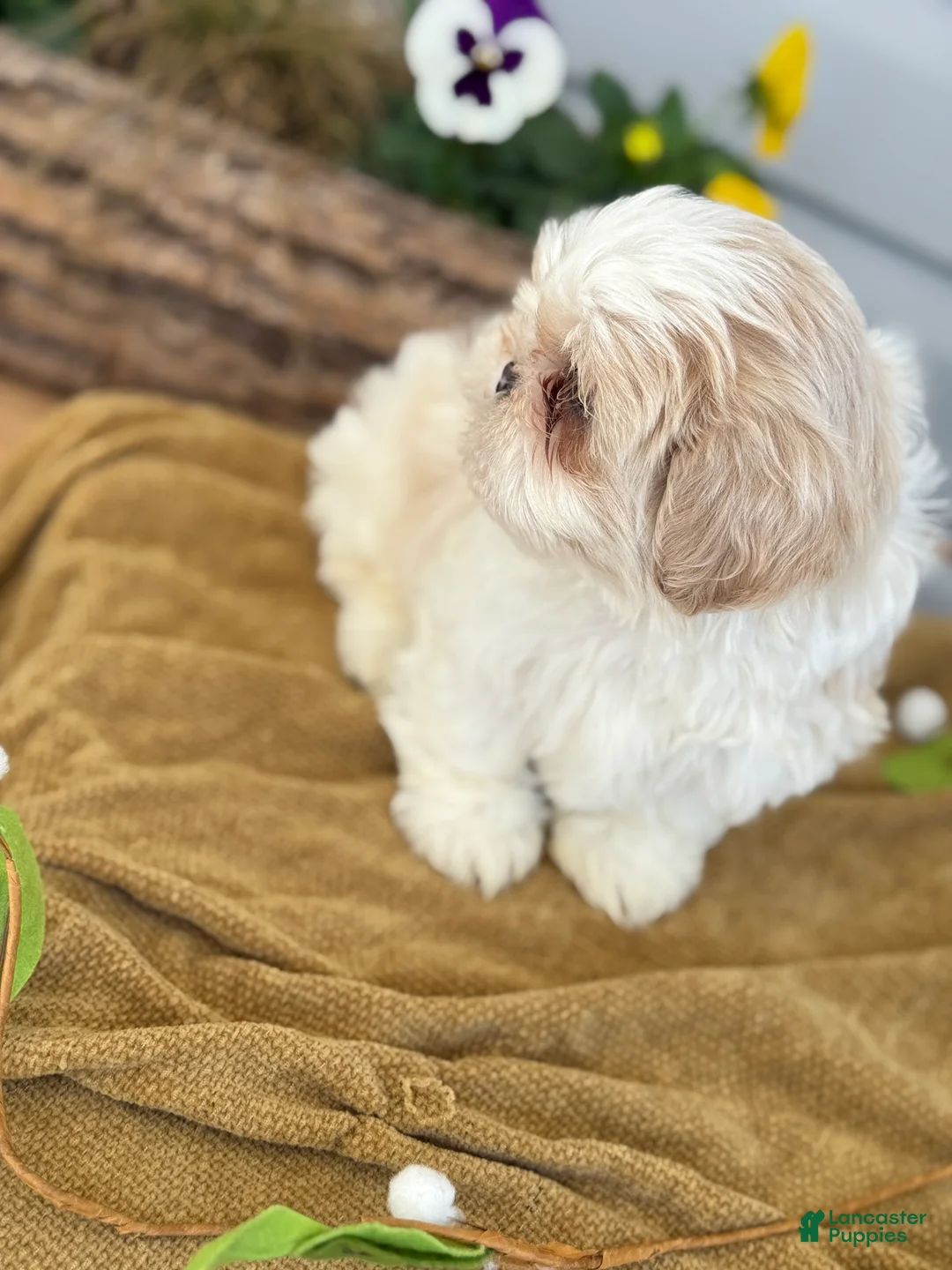 Shih Tzu dogs for sale: Chewie - Ad 2