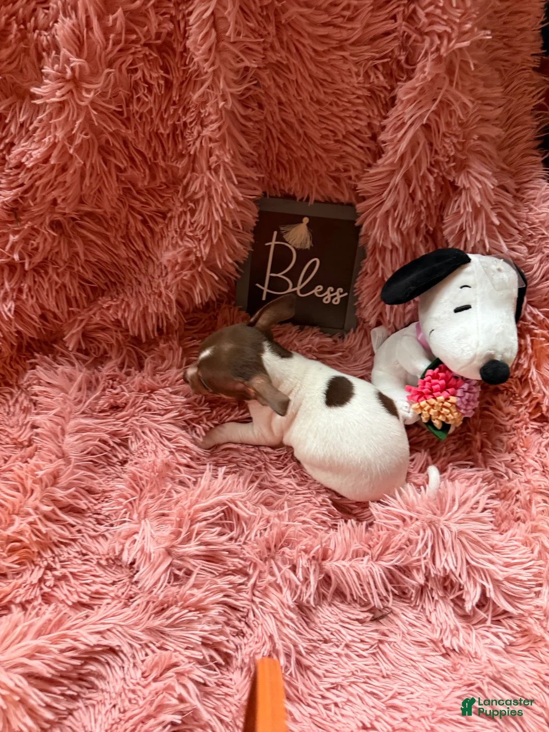 Chihuahua dogs for sale: Teacup Tiny - Ad 4