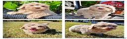Havapoo dogs for sale: Ozzie - Ad 1