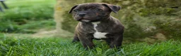 Staffordshire Bull Terrier dogs for sale: Melody 🎀 - Ad 5