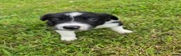 Border Collie dogs for sale: Border Collie 3 - Ad 2