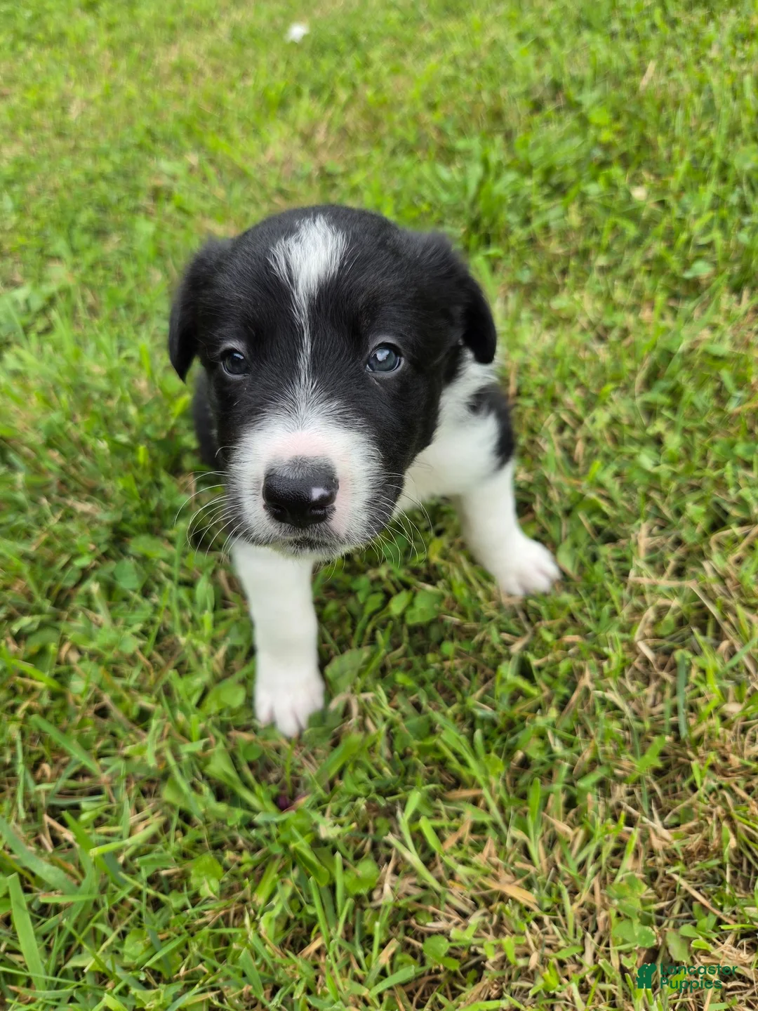 Border Collie dogs for sale: Border Collie 3 - Ad 2