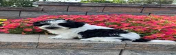 Mixed Breed dogs for sale: Art - Ad 5