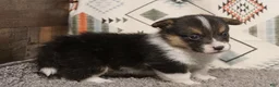 Welsh Corgi Pembroke dogs for sale: Maple - Ad 2
