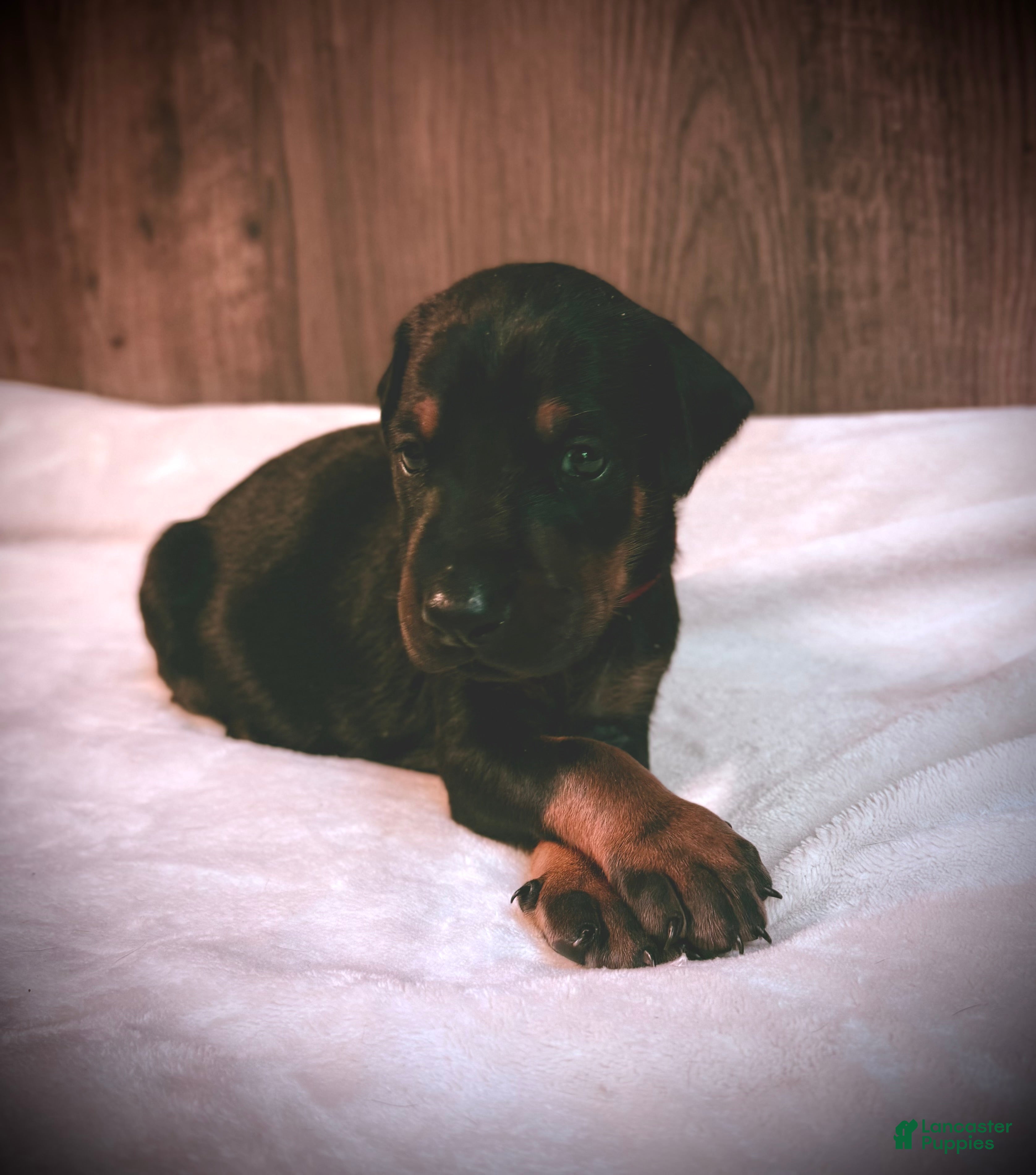Doberman Pinscher dogs Knox - Ad 2