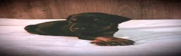 Doberman Pinscher dogs for sale: Knox - Ad 2