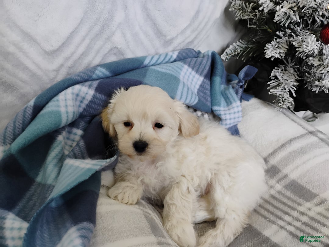 Mixed Breed dogs for sale: Beau - Ad 3