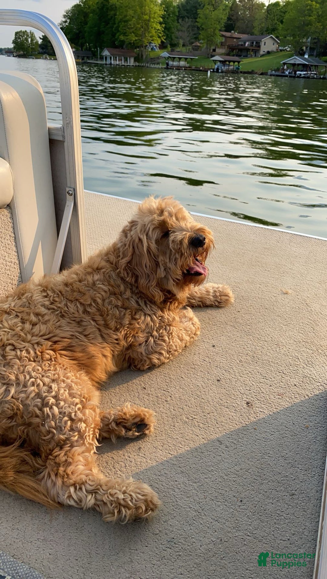 Mini Goldendoodle dogs for sale: Ranger - Ad 6