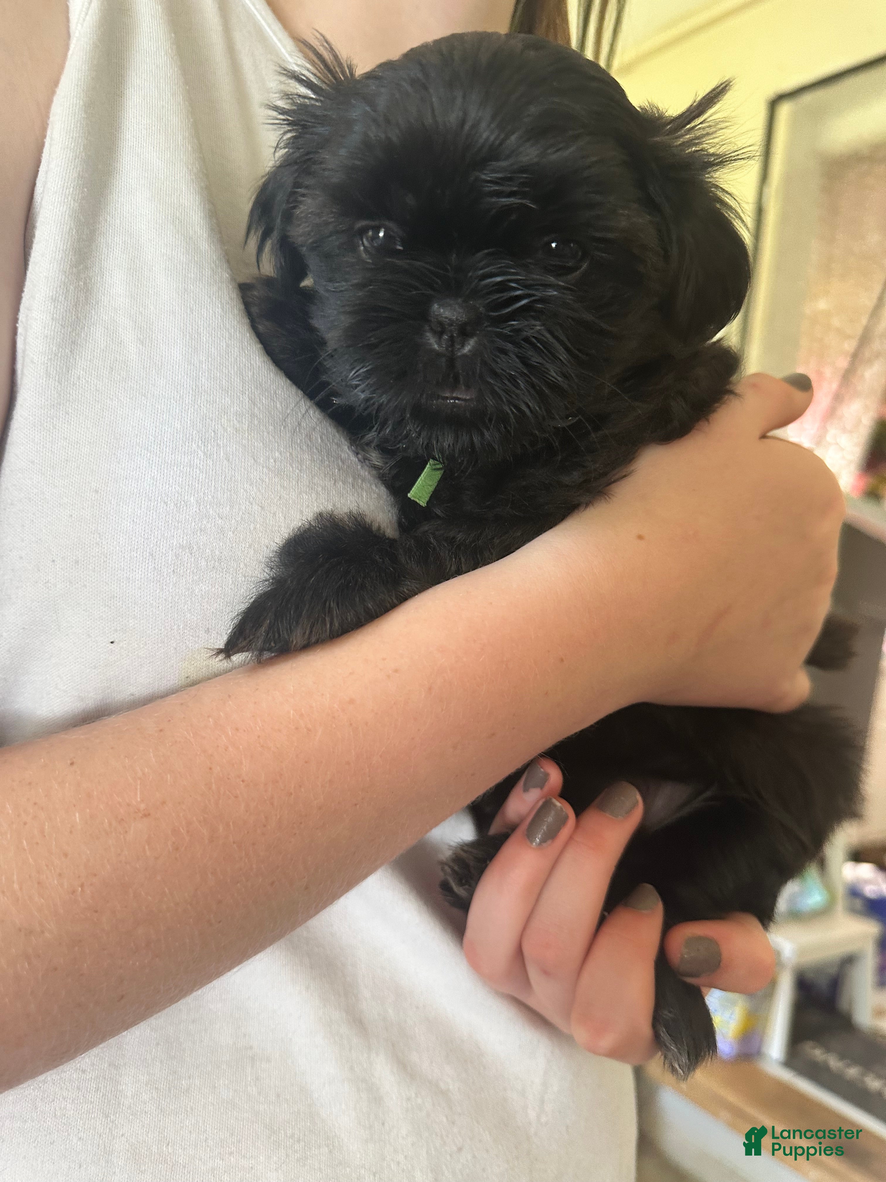 Shih Tzu dogs for sale: Ziggy - Ad 8