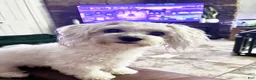 Coton De Tulear dogs for sale: Coton De Tulear 1 - Ad 3