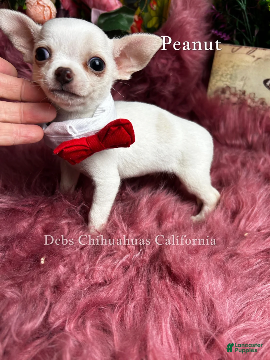 Chihuahua dogs for sale: Little PEANUT  - Ad 4