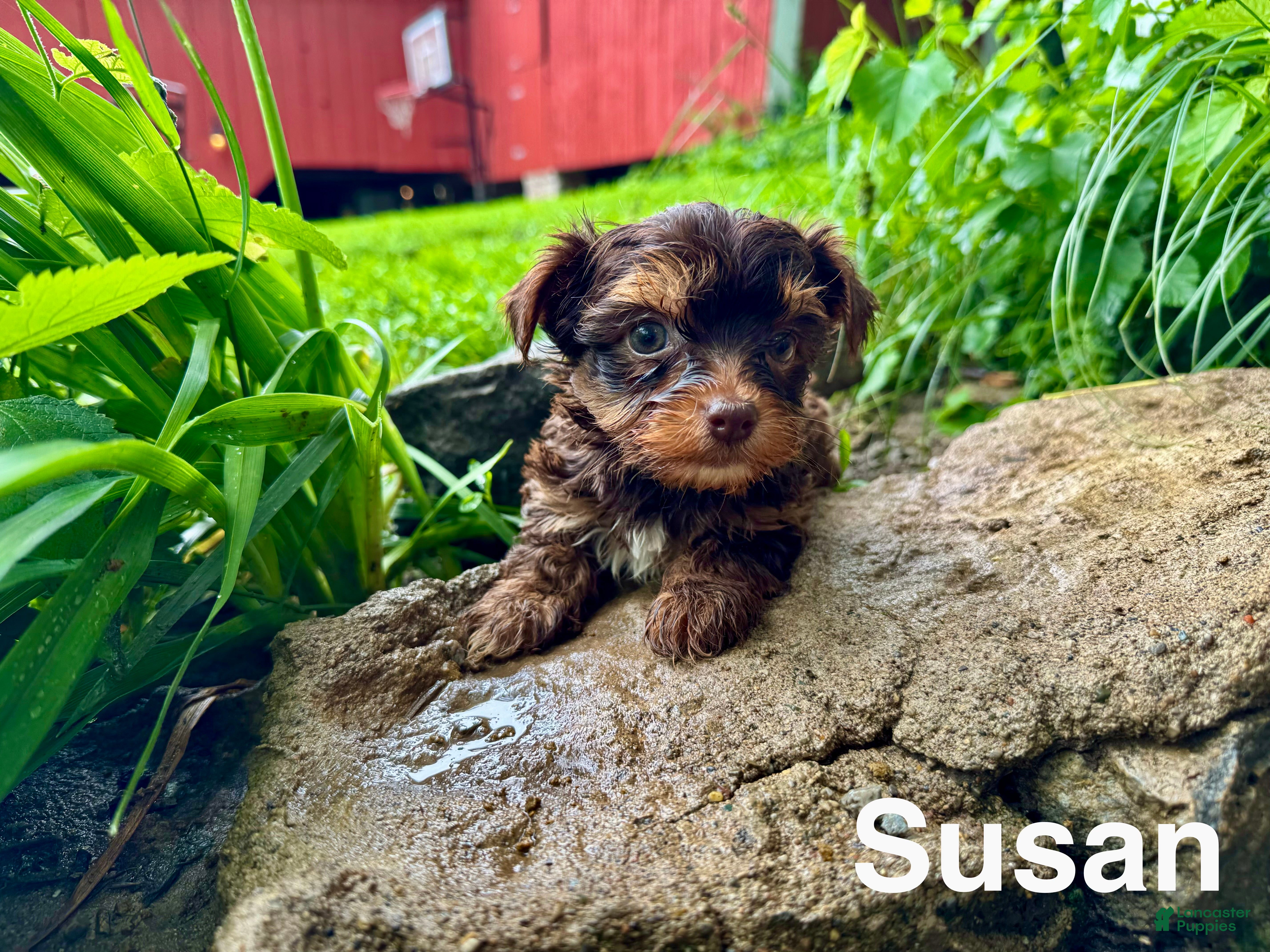 Yorkshire Terrier dogs Susan - Ad 2