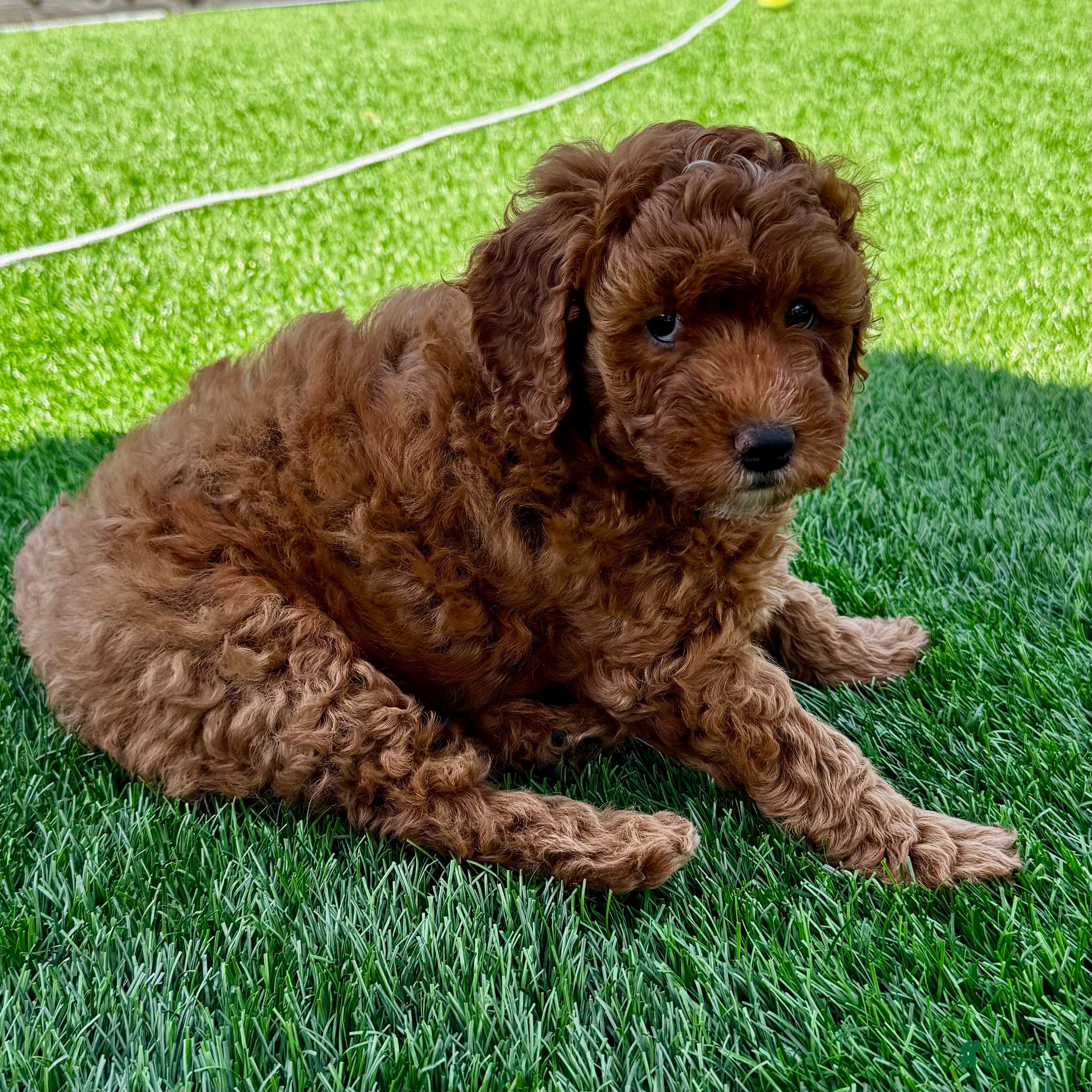 Mini Goldendoodle dogs Pumpkin - Ad 2