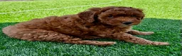 Mini Goldendoodle dogs for sale: Pumpkin - Ad 2