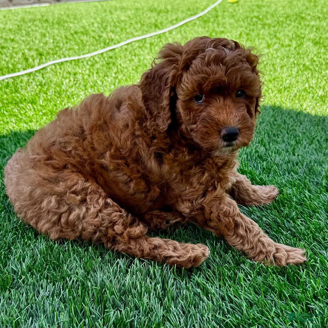 Mini Goldendoodle dogs for sale: Pumpkin - Ad 2