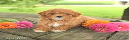 Toy Poodle dogs for sale: Lily - Ad 4