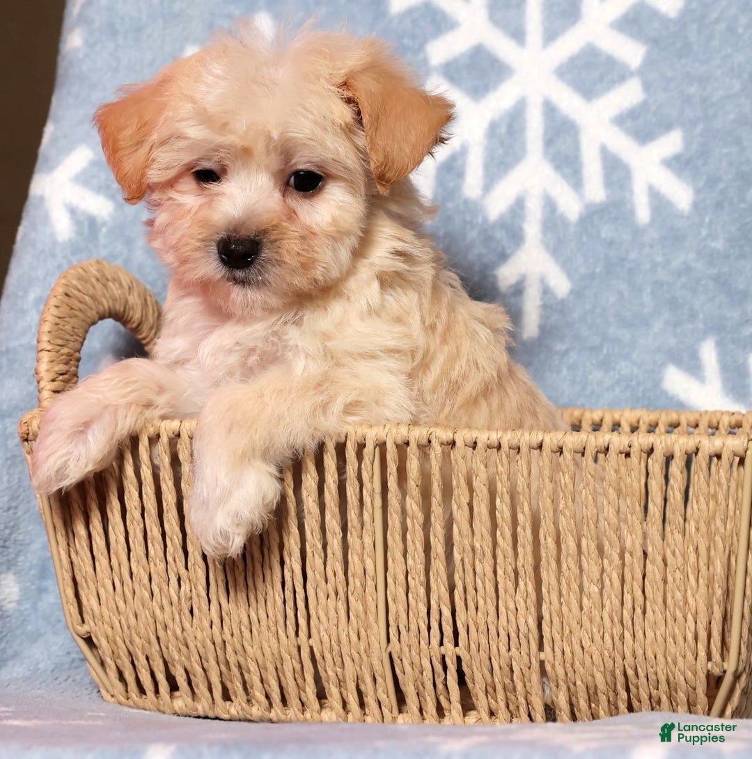 Yochon dogs for sale: Connor - Ad 3