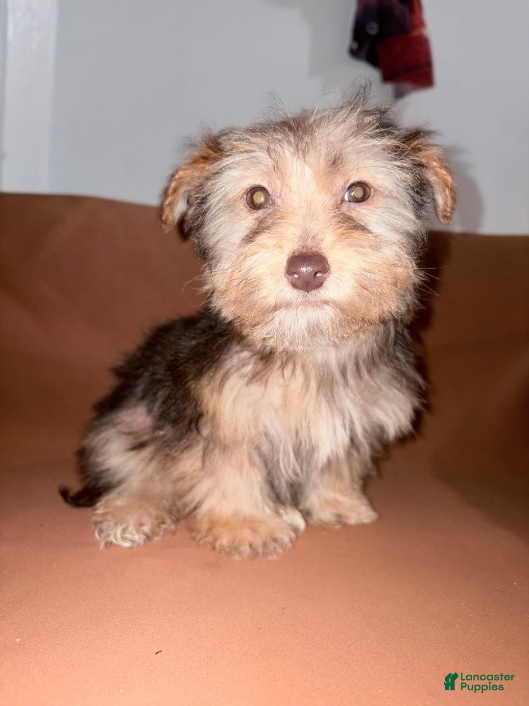 Morkie dogs for sale: Mocha - Ad 2