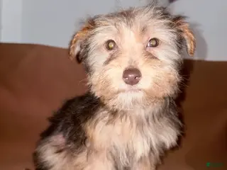 Morkie dogs Mocha - Ad 35