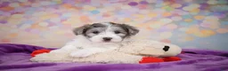 Maltipoo dogs for sale: Woody - Ad 6